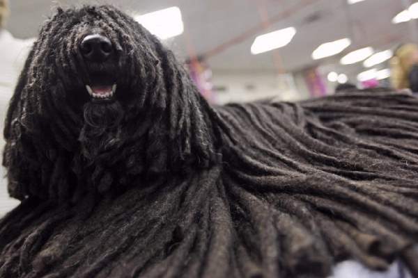 Shangrala's Dogs With Beautiful Long Fur