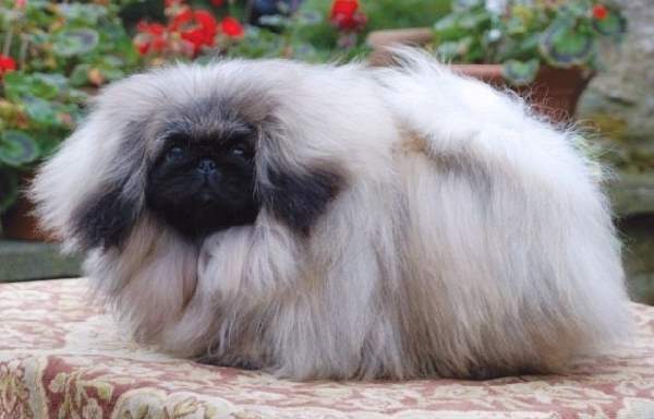 Shangrala's Dogs With Beautiful Long Fur