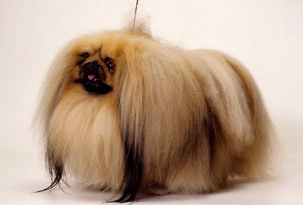 Shangrala's Dogs With Beautiful Long Fur