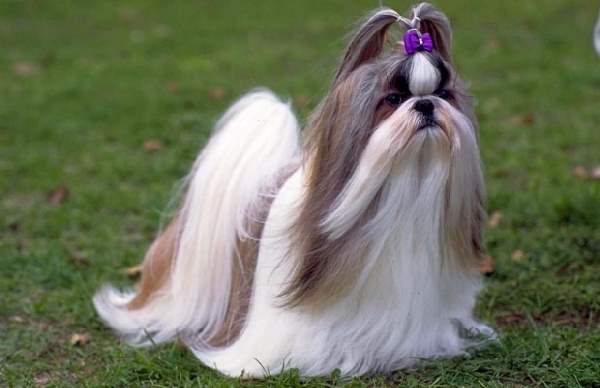 Shangrala's Dogs With Beautiful Long Fur