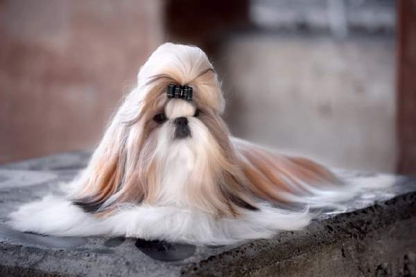 Shangrala's Dogs With Beautiful Long Fur