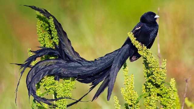 Shangrala's Beautiful Exoctic Birds