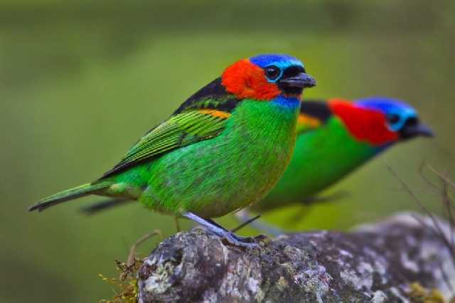 Shangrala's Beautiful Exoctic Birds