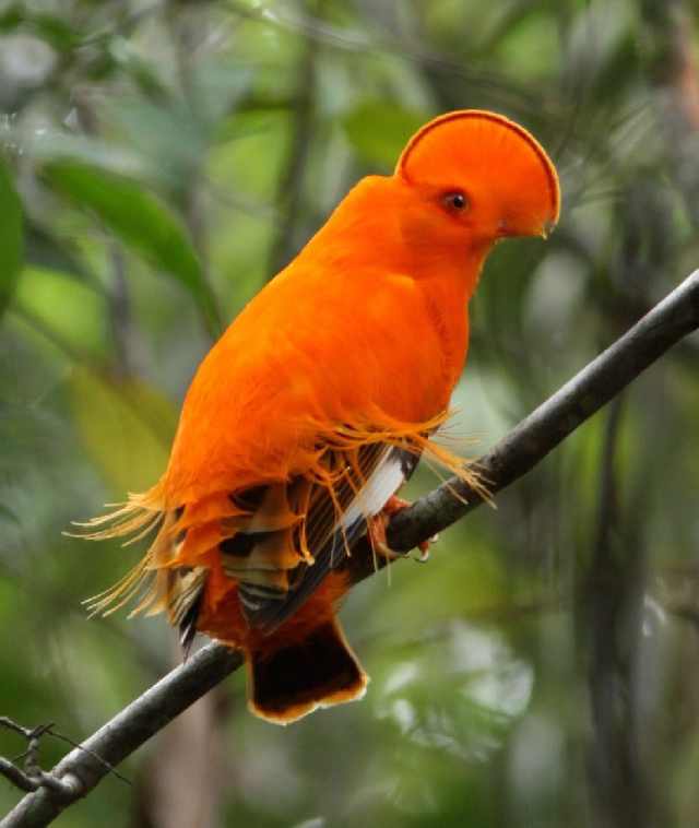 Shangrala's Beautiful Exoctic Birds