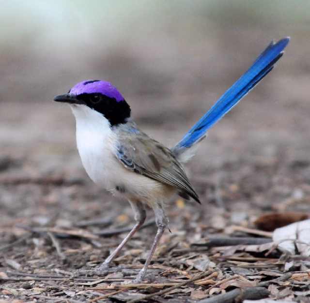 Shangrala's Beautiful Exoctic Birds