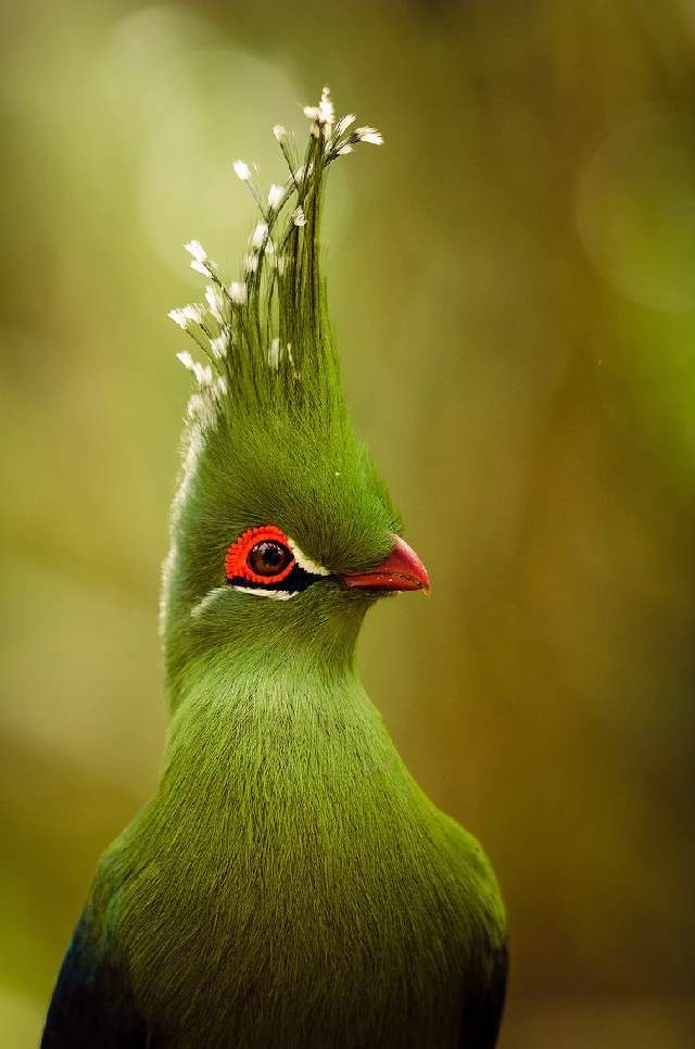 Shangrala's Beautiful Exoctic Birds