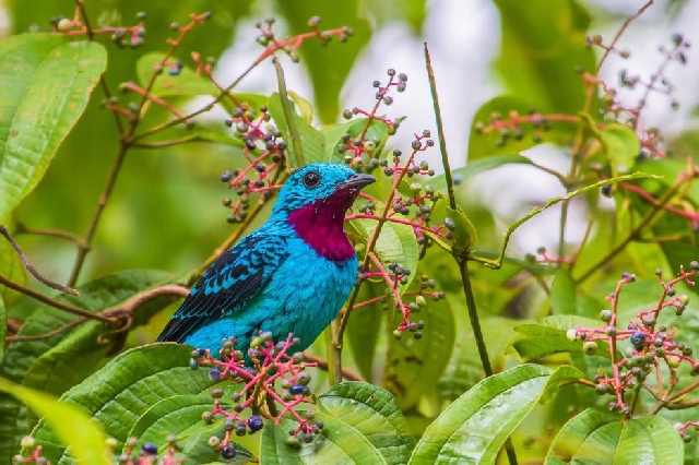 Shangrala's Beautiful Exoctic Birds