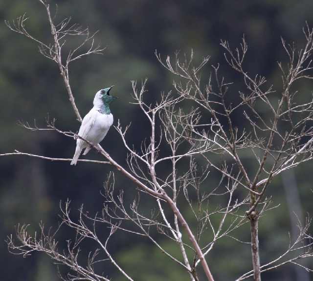 Shangrala's Beautiful Exoctic Birds 2