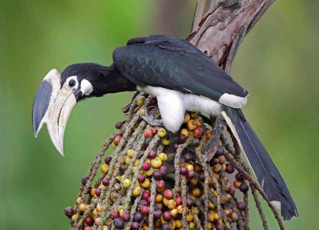 Shangrala's Beautiful Exoctic Birds 2