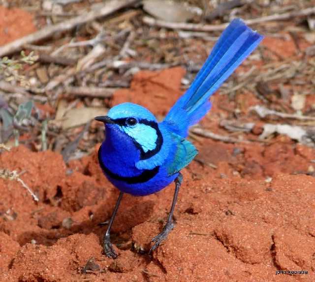 Shangrala's Beautiful Exoctic Birds