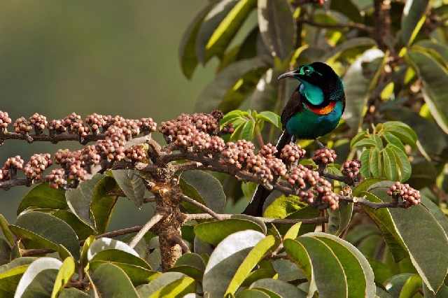 Shangrala's Beautiful Exoctic Birds 2