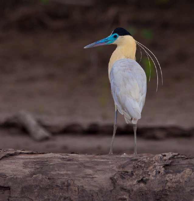 Shangrala's Beautiful Exoctic Birds 2