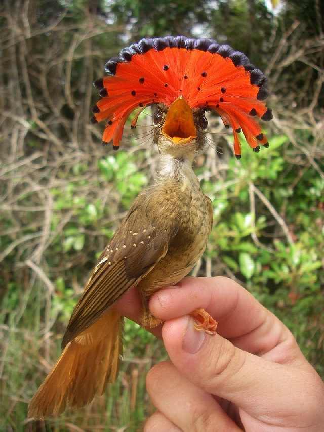 Shangrala's Beautiful Exoctic Birds