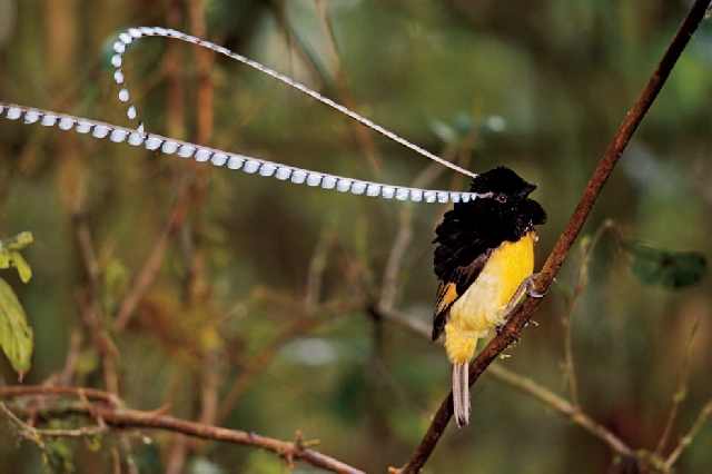 Shangrala's Beautiful Exoctic Birds