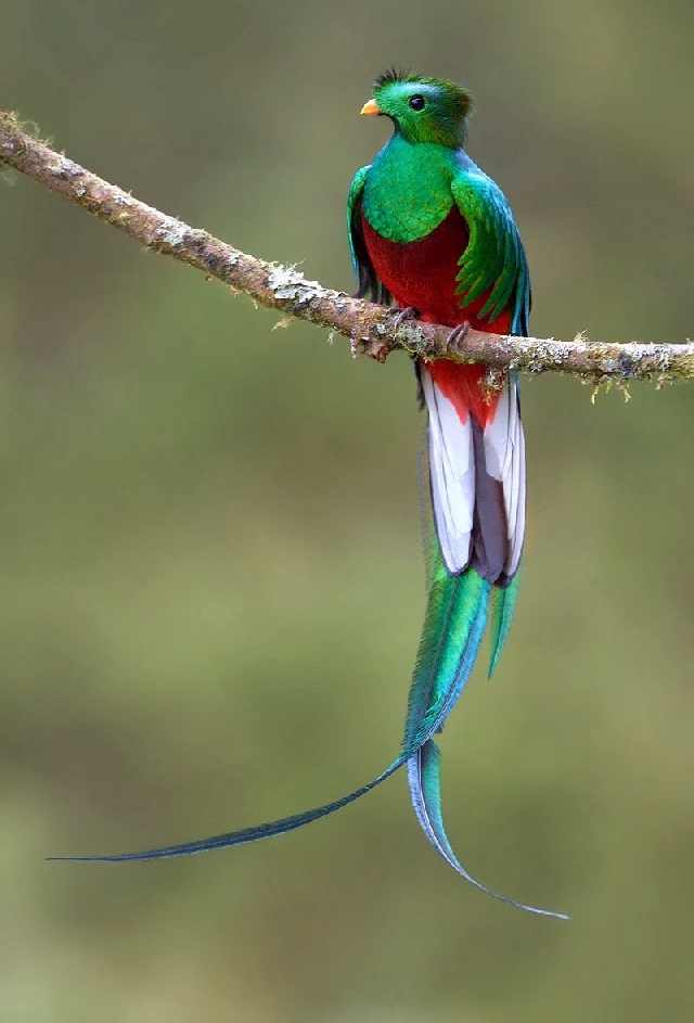 Shangrala's Beautiful Exoctic Birds