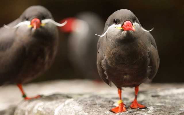 Shangrala's Beautiful Exoctic Birds