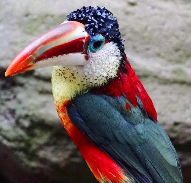 Shangrala's Beautiful Exoctic Birds