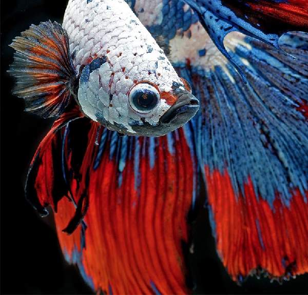 Shangrala's Beautiful Siamese Fighting Fish