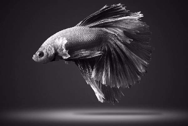 Shangrala's Beautiful Siamese Fighting Fish