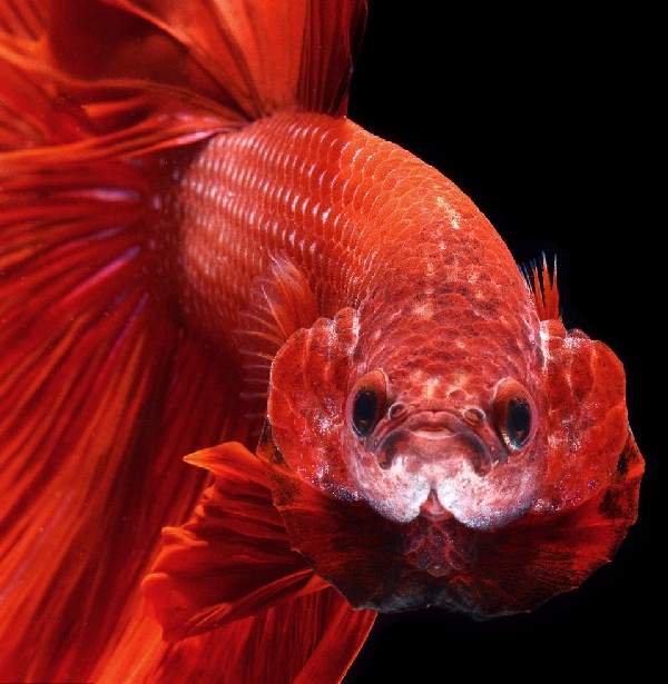 Shangrala's Beautiful Siamese Fighting Fish