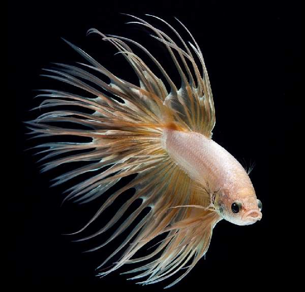 Shangrala's Beautiful Siamese Fighting Fish