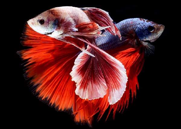 Shangrala's Beautiful Siamese Fighting Fish