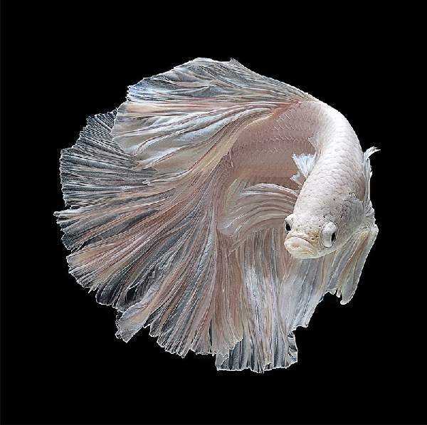 Shangrala's Beautiful Siamese Fighting Fish