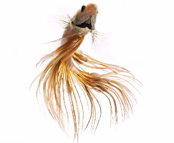 Shangrala's Beautiful Siamese Fighting Fish