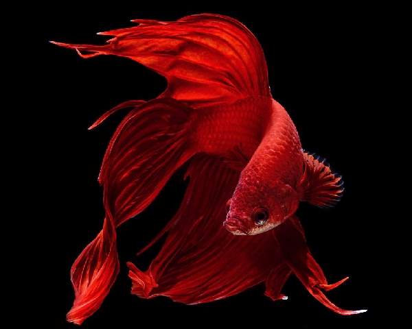 Shangrala's Beautiful Siamese Fighting Fish