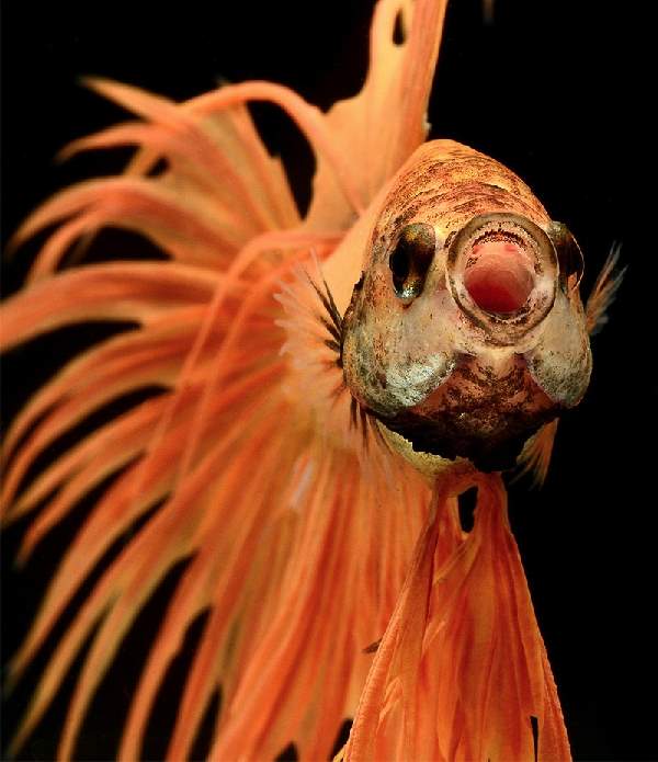 Shangrala's Beautiful Siamese Fighting Fish