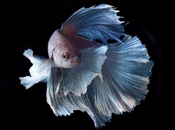 Shangrala's Beautiful Siamese Fighting Fish