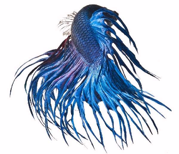 Shangrala's Beautiful Siamese Fighting Fish