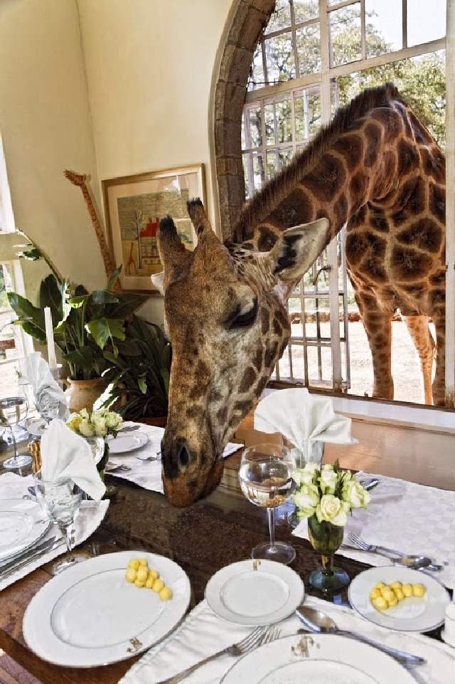 Shangrala's Giraffe Manor