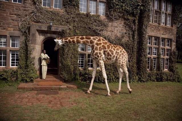 Shangrala's Giraffe Manor