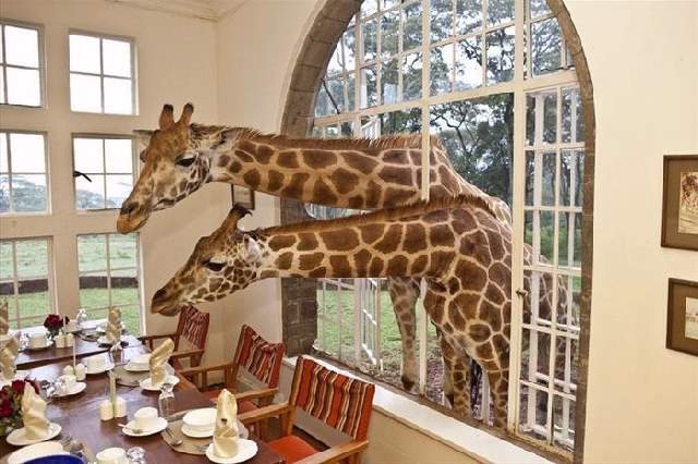 Shangrala's Giraffe Manor