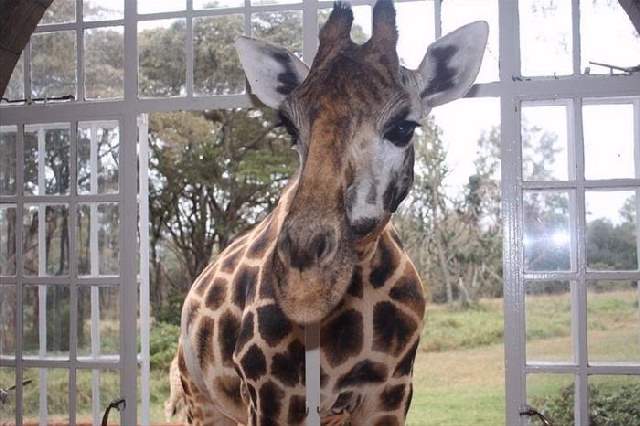 Shangrala's Giraffe Manor