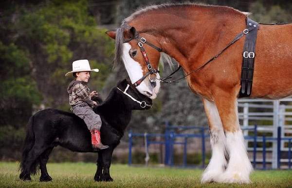 Shangrala's Me And My Pony