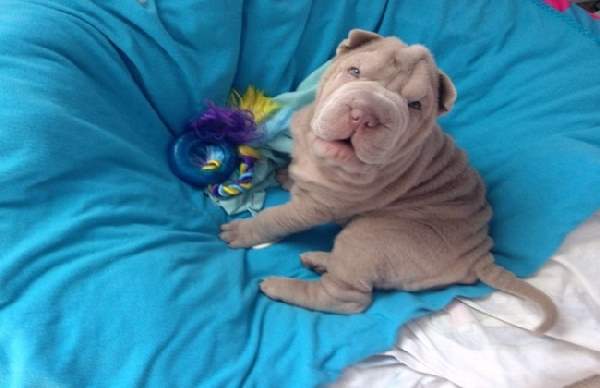 Shangrala's Adorable Wrinkly Puppies