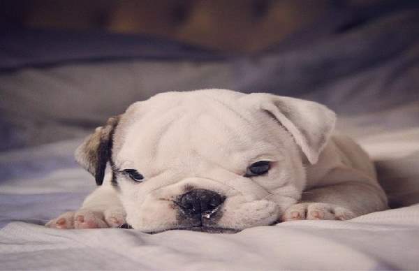 Shangrala's Adorable Wrinkly Puppies