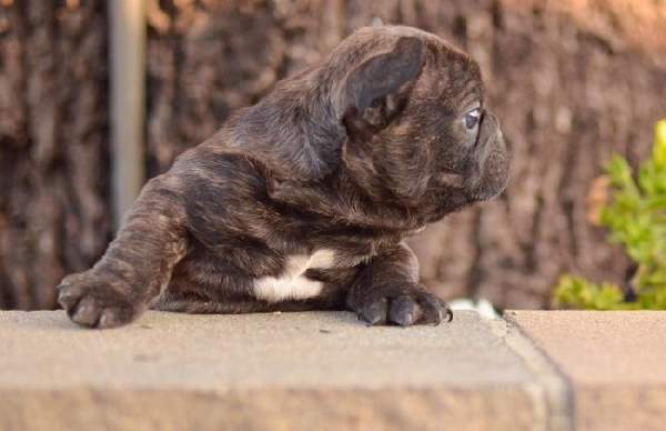 Shangrala's Adorable Wrinkly Puppies