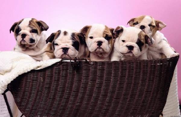 Shangrala's Adorable Wrinkly Puppies