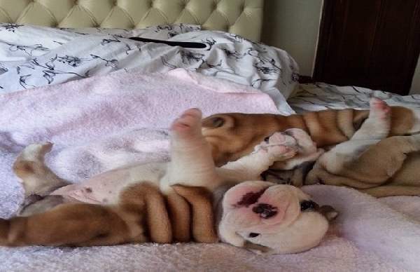 Shangrala's Adorable Wrinkly Puppies