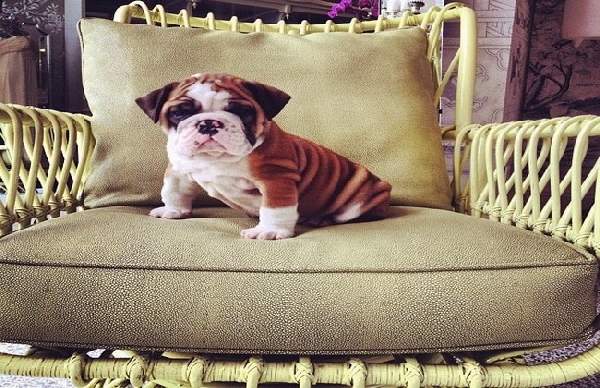 Shangrala's Adorable Wrinkly Puppies