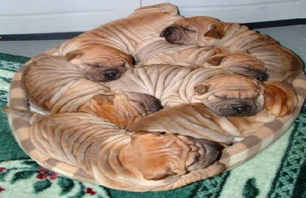 Shangrala's Adorable Wrinkly Puppies