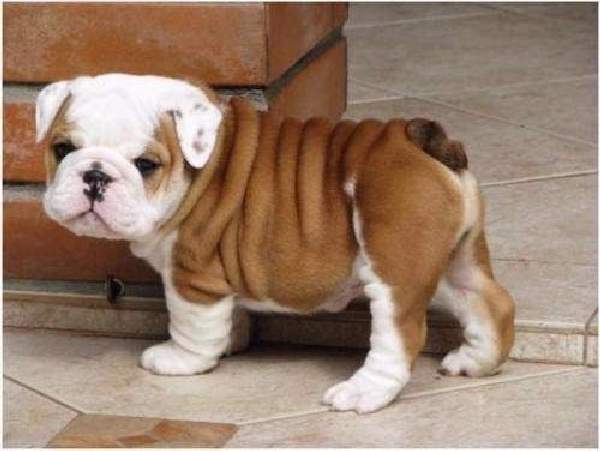 Shangrala's Adorable Wrinkly Puppies