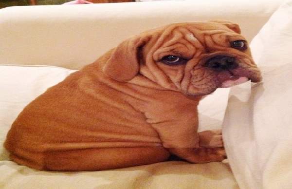 Shangrala's Adorable Wrinkly Puppies