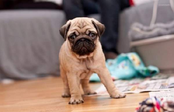 Shangrala's Adorable Wrinkly Puppies