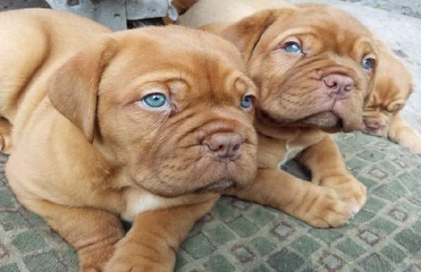 Shangrala's Adorable Wrinkly Puppies