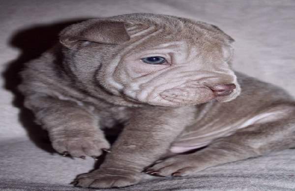 Shangrala's Adorable Wrinkly Puppies