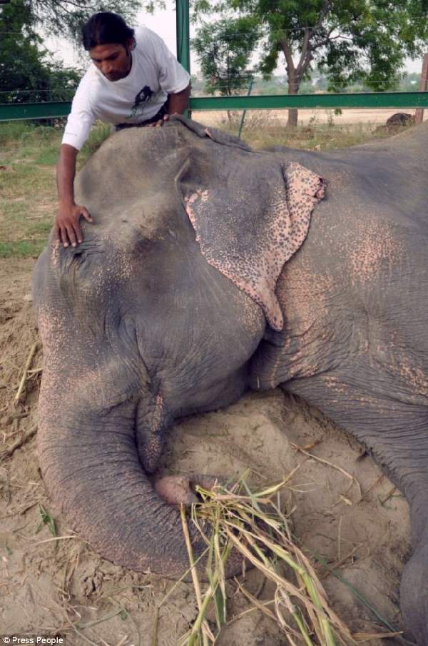 Shangrala's Elephant Rescue 2